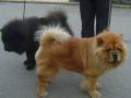 Chow-chow Chow-chow