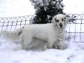 Clumber spaniel Clumber spaniel