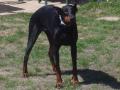 Dobermann Dobermann