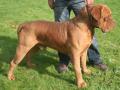 Dogue de Bordeaux Dogue de Bordeaux