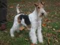 Fox-terrier à poil dur Fox-terrier à poil dur