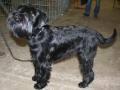 Schnauzer moyen Schnauzer moyen
