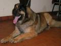 Leonberg Leonberg