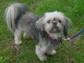 Lhassa apso Lhassa apso