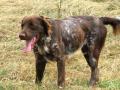 Münsterländer Münsterländer