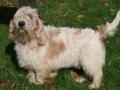 Petit basset griffon vendéen Petit basset griffon vendéen