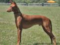 Chien du Pharaon Chien du Pharaon