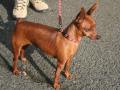 Pinscher nain Pinscher nain