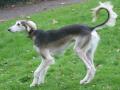 Saluki Saluki