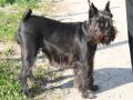 Schnauzer nain Schnauzer nain
