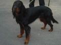 Setter gordon Setter gordon