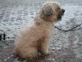 Soft coated wheaten Soft coated wheaten