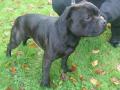 Staffordshire bull terrier Staffordshire bull terrier