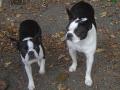 Terrier de Boston Terrier de Boston
