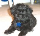 Affenpinscher Affenpinscher