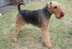 Airedale terrier Airedale terrier