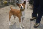 Basenji Basenji