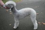 Bedlington Bedlington