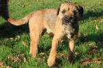 Border terrier Border terrier