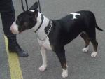 Bull terrier Bull terrier