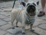 Cairn terrier Cairn terrier