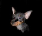English toy terrier English toy terrier