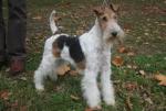 Fox-terrier à poil dur Fox-terrier à poil dur