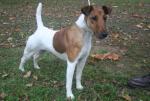 Fox-terrier à poil lisse Fox-terrier à poil lisse