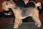 Lakeland terrier Lakeland terrier