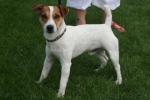 Jack russell terrier Jack russell terrier