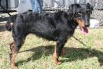 Jagd terrier Jagd terrier