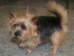 Terrier de Norwich Terrier de Norwich