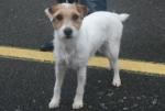 Parson Russell terrier Parson Russell terrier