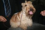 Scottish terrier Scottish terrier