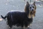 Silky terrier Silky terrier