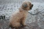 Soft coated wheaten Soft coated wheaten