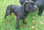 Staffordshire bull terrier Staffordshire bull terrier