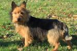 Terrier australien Terrier australien