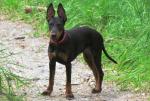 Terrier de Manchester Terrier de Manchester
