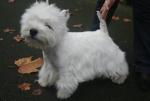 West highland terrier West highland terrier