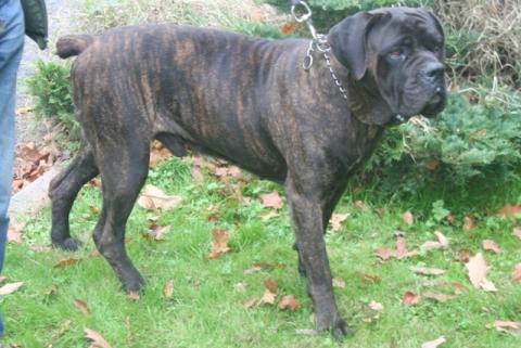 Chien Cane Corso Croisé Berger Allemand