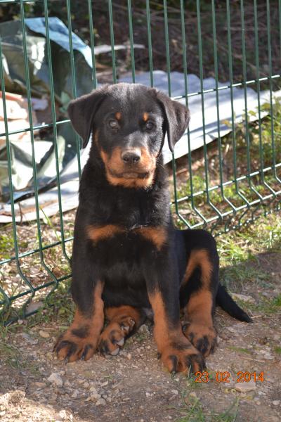 De Lélite Noir Et Feu Choisir Son Chien