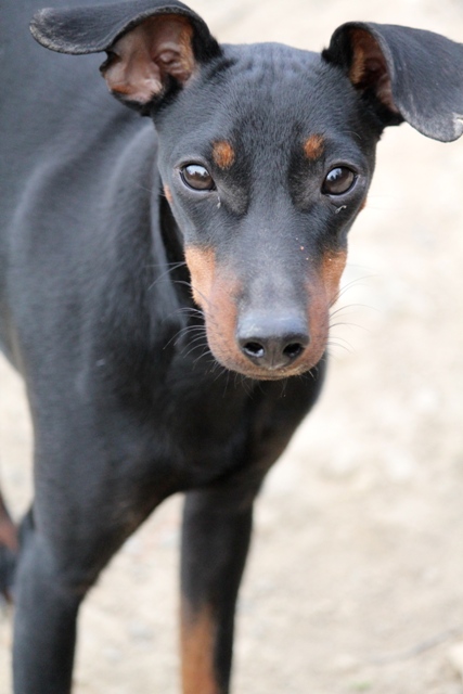 De Lélite Noir Et Feu Choisir Son Chien