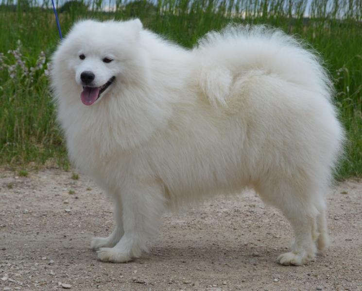 Of Artic Cobaka