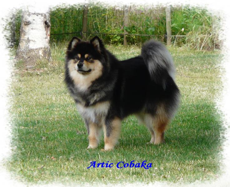 Of Artic Cobaka