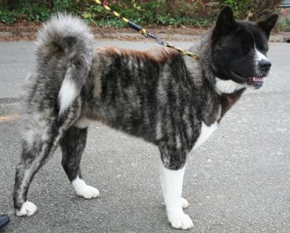 Grand chien japonais