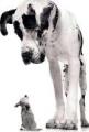Un ou plusieurs animaux Un ou plusieurs animaux
