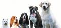 Un chien de race ou croisé Un chien de race ou croisé