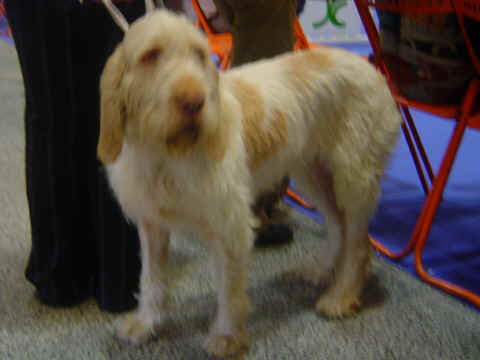 Spinone italien