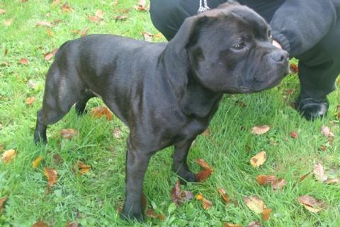 rencontres Staffordshire chiens